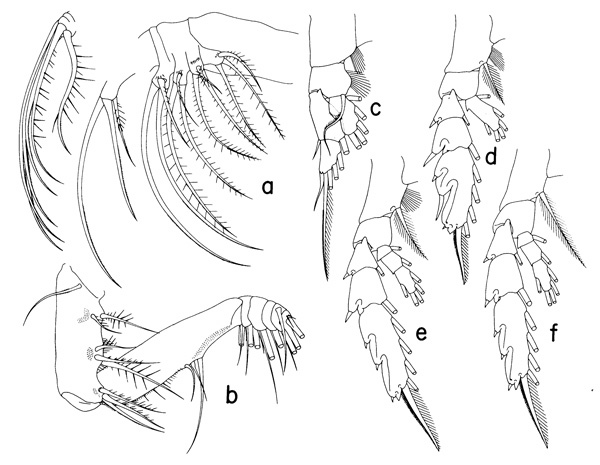 Espèce Euchaeta marina - Planche 4 de figures morphologiques