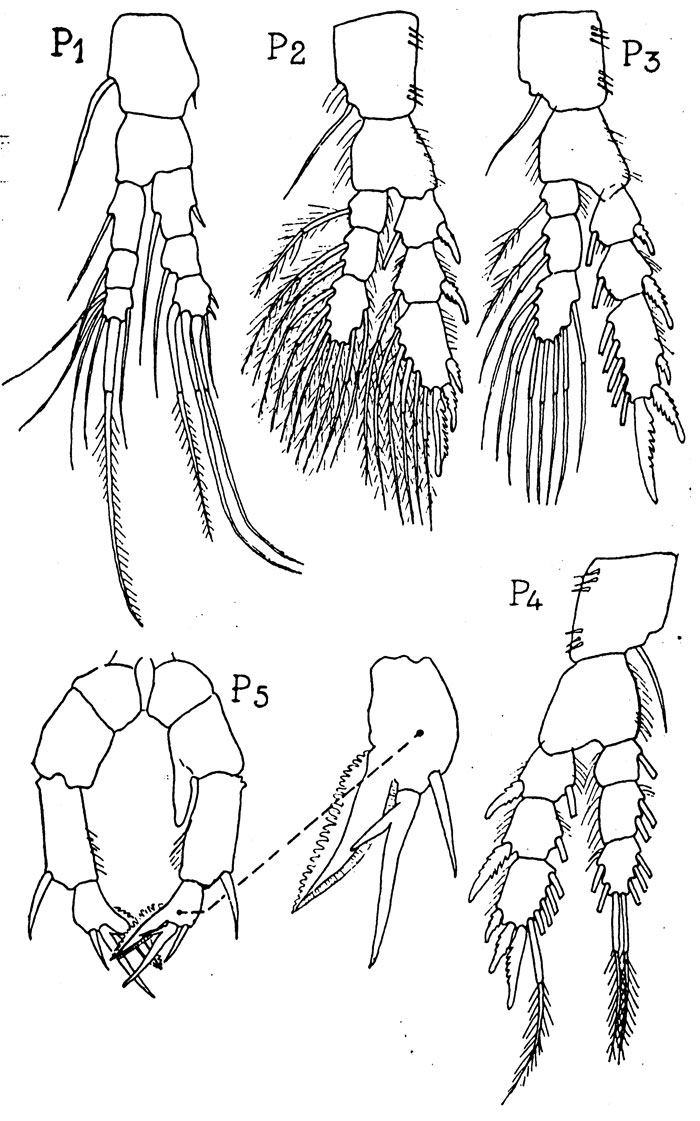 Espce Pseudodiaptomus ornatus - Planche 3 de figures morphologiques