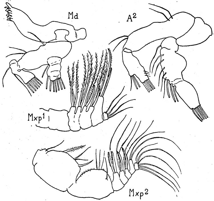 Species Pseudodiaptomus trihamatus - Plate 2 of morphological figures