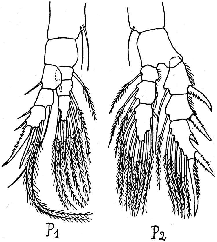 Species Pseudodiaptomus trihamatus - Plate 3 of morphological figures