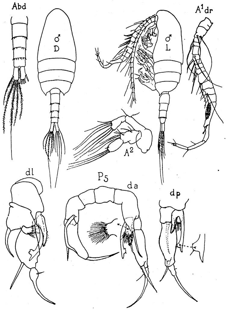 Species Pseudodiaptomus galleti - Plate 1 of morphological figures