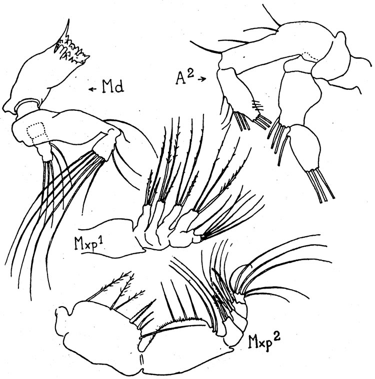 Species Pseudodiaptomus galleti - Plate 2 of morphological figures