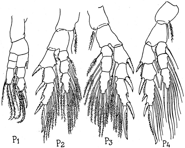 Species Pseudodiaptomus galleti - Plate 3 of morphological figures