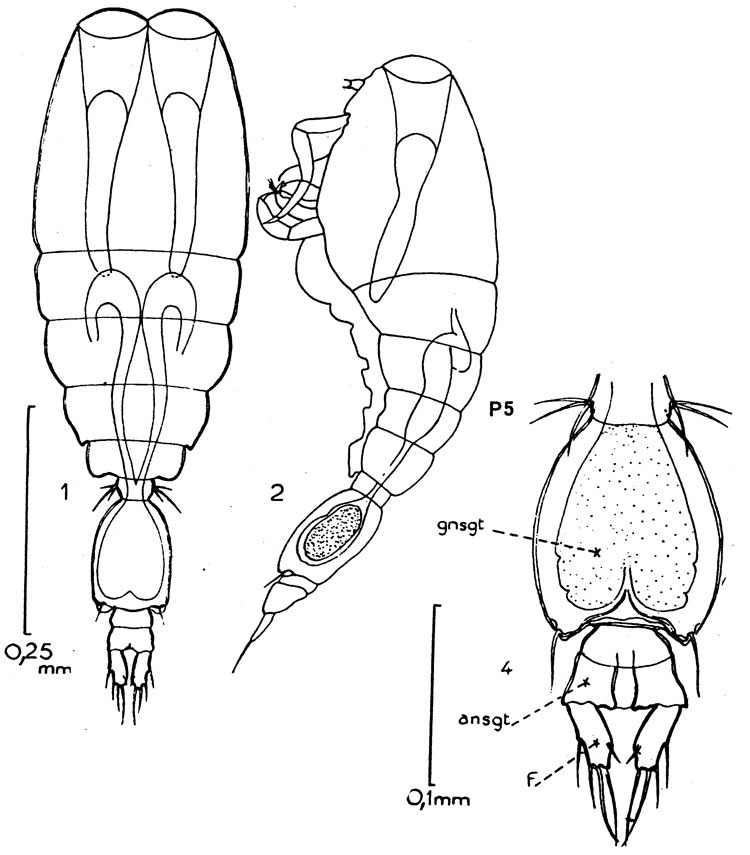 Species Vettoria granulosa - Plate 6 of morphological figures