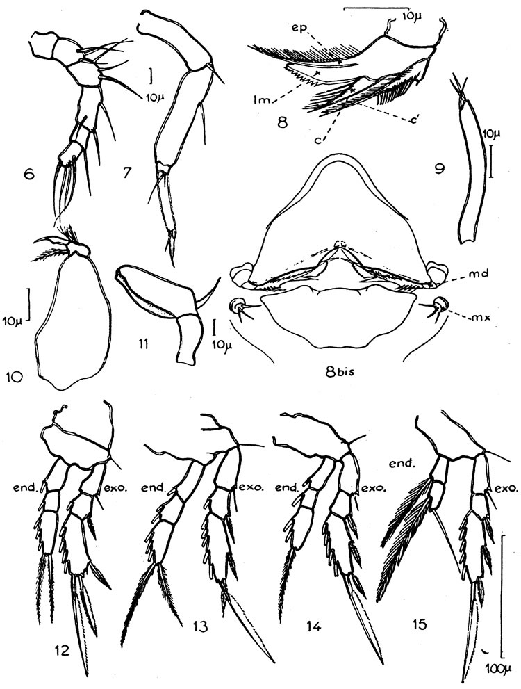 Species Vettoria granulosa - Plate 7 of morphological figures