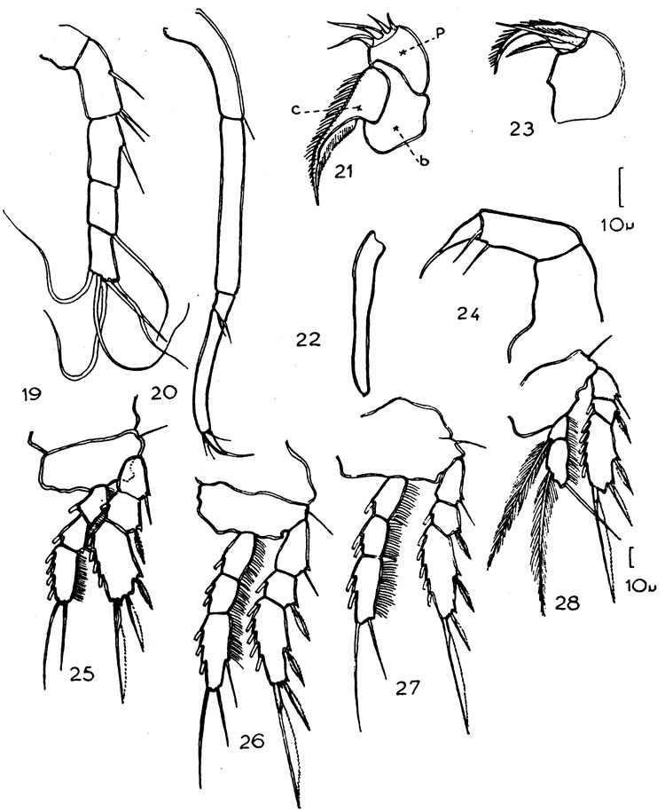 Espèce Vettoria longifurca - Planche 4 de figures morphologiques