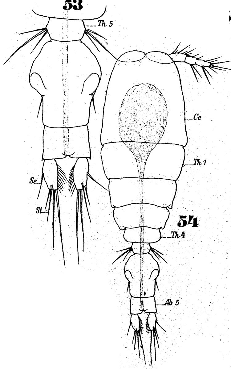 Species Vettoria granulosa - Plate 8 of morphological figures