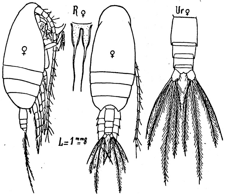 Species Amallothrix farrani - Plate 1 of morphological figures
