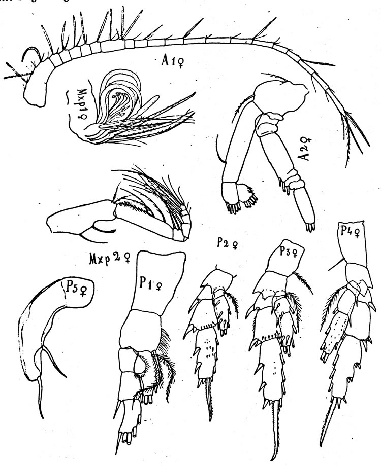 Species Amallothrix farrani - Plate 2 of morphological figures