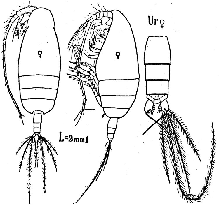 Espèce Amallothrix sarsi - Planche 1 de figures morphologiques