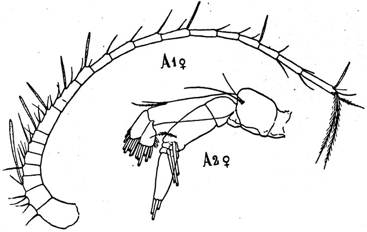 Espèce Amallothrix sarsi - Planche 2 de figures morphologiques