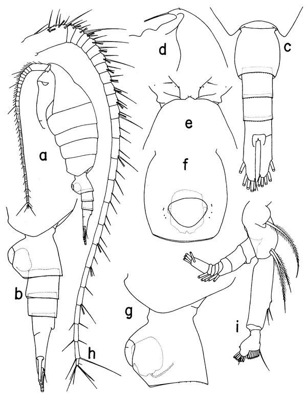 Espèce Paraheterorhabdus (Paraheterorhabdus) robustus - Planche 1 de figures morphologiques