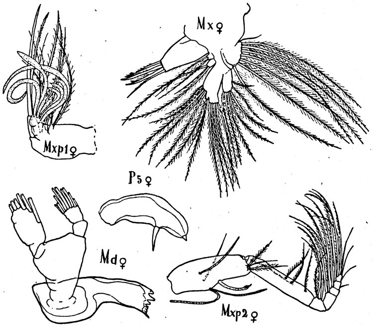 Espce Amallothrix sarsi - Planche 3 de figures morphologiques