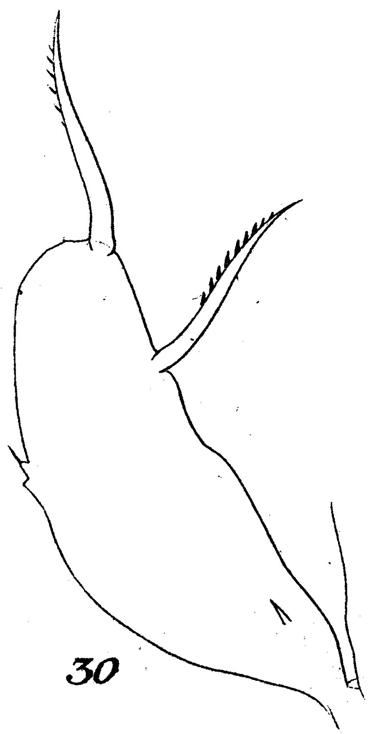 Espce Scolecithrix longipes - Planche 2 de figures morphologiques