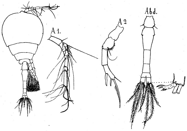 Espce Pontoeciella abyssicola - Planche 2 de figures morphologiques