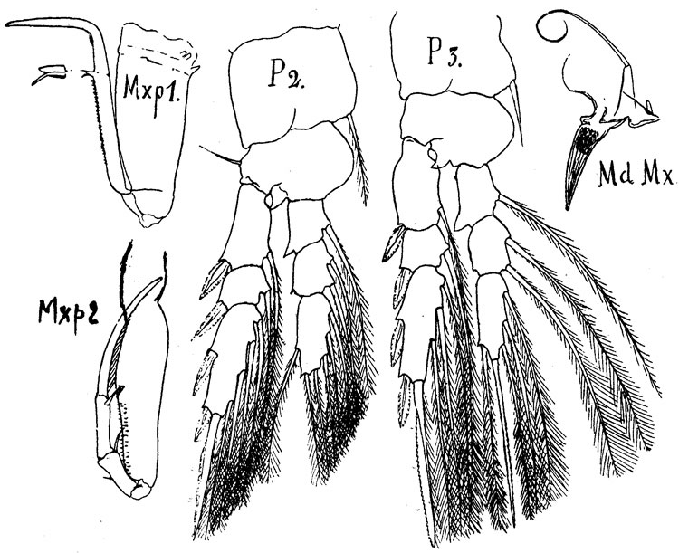 Espce Pontoeciella abyssicola - Planche 3 de figures morphologiques