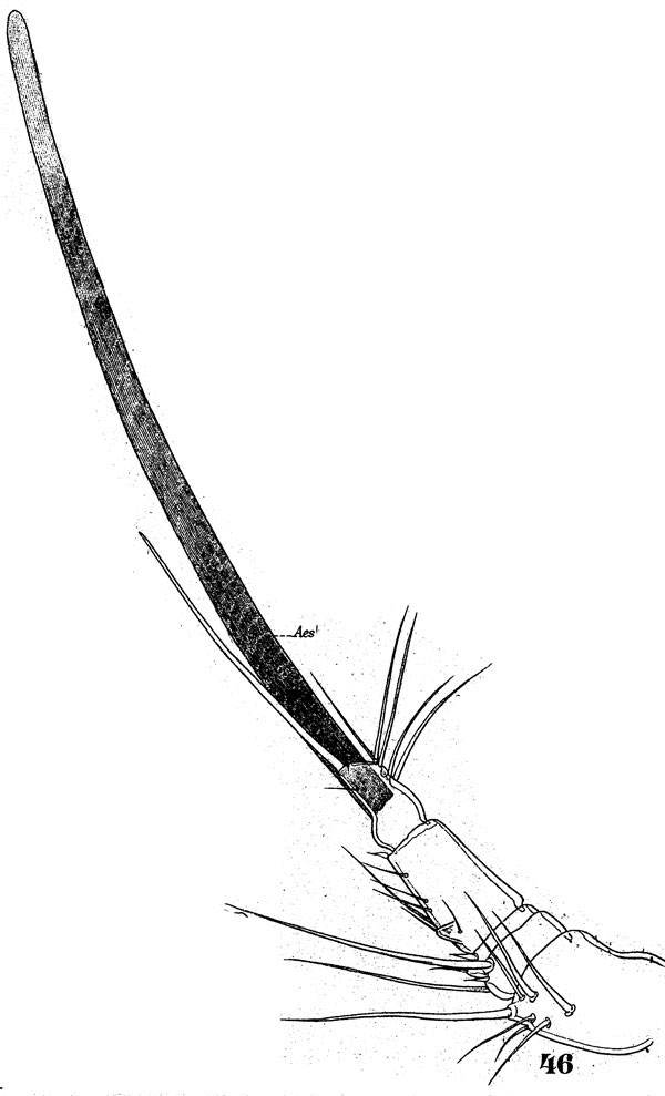 Species Ratania flava - Plate 1 of morphological figures