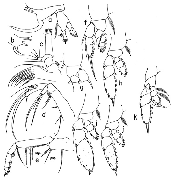 Espèce Paraheterorhabdus (Paraheterorhabdus) robustus - Planche 2 de figures morphologiques
