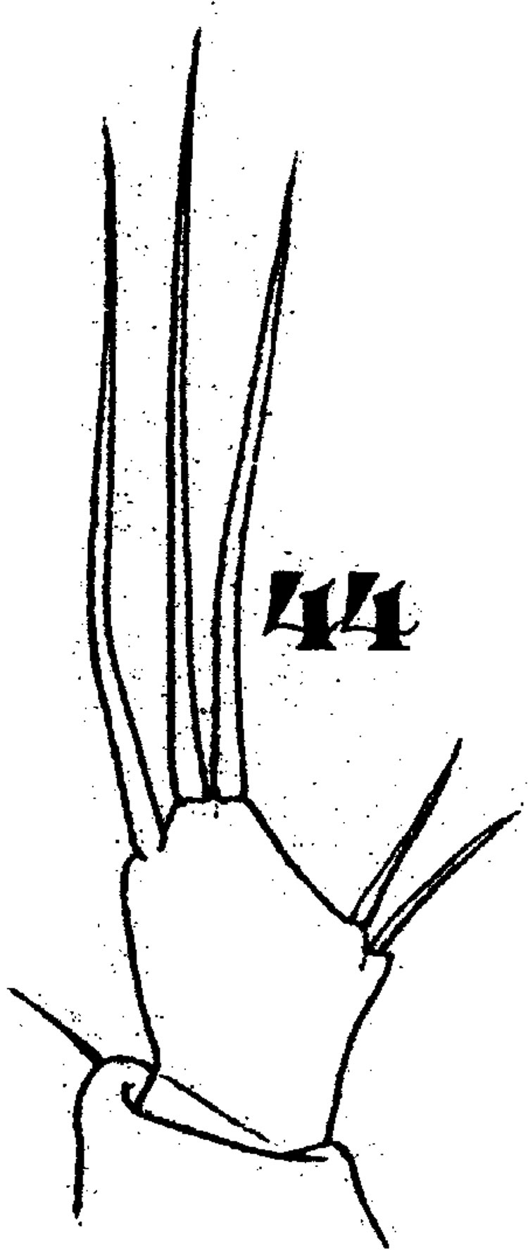 Espce Ratania flava - Planche 6 de figures morphologiques