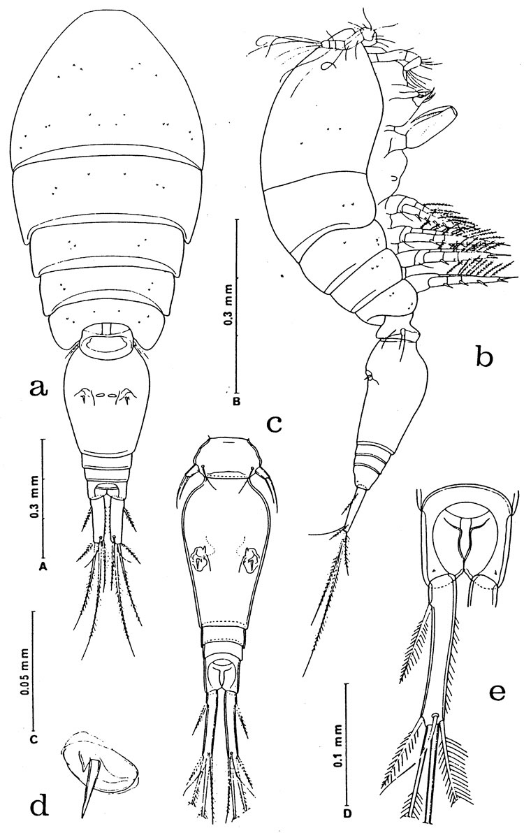 Espèce Oncaea venusta - Planche 12 de figures morphologiques