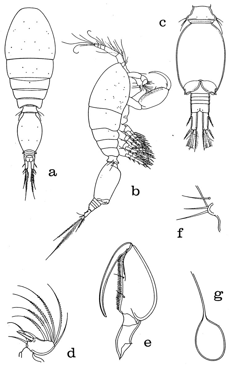 Espèce Oncaea venusta - Planche 15 de figures morphologiques