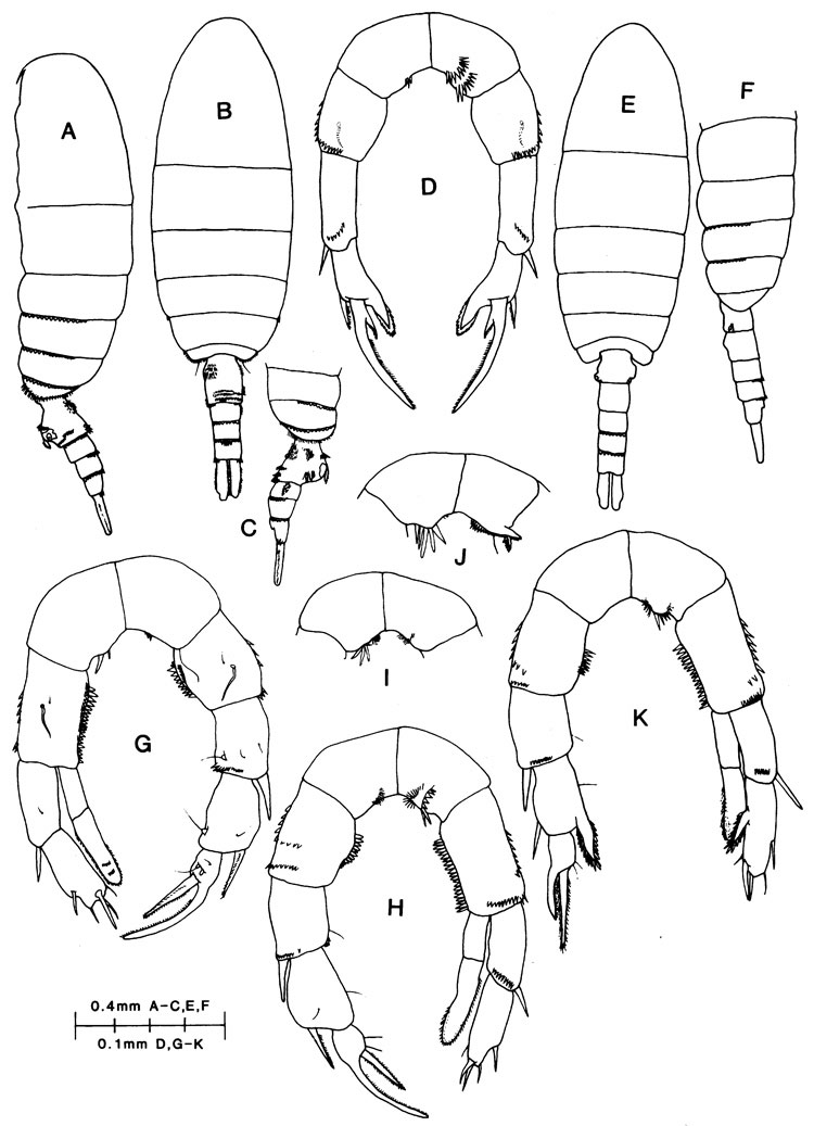 Species Pseudodiaptomus pelagicus - Plate 2 of morphological figures