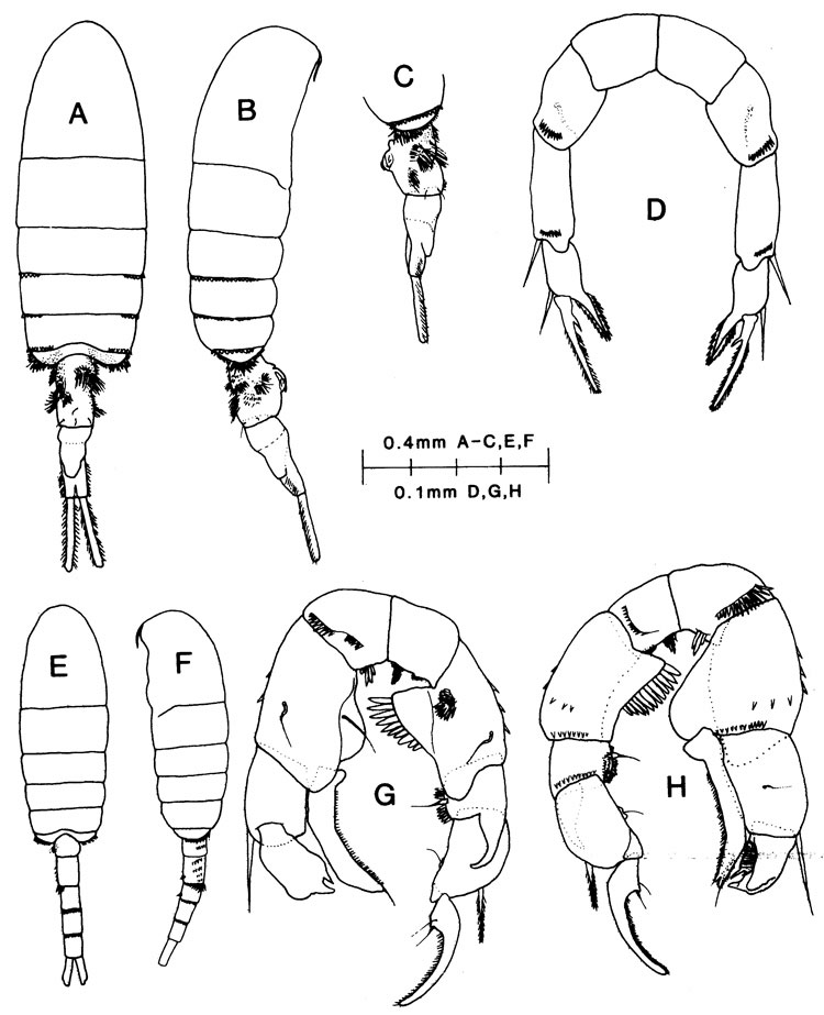 Species Pseudodiaptomus euryhalinus - Plate 1 of morphological figures
