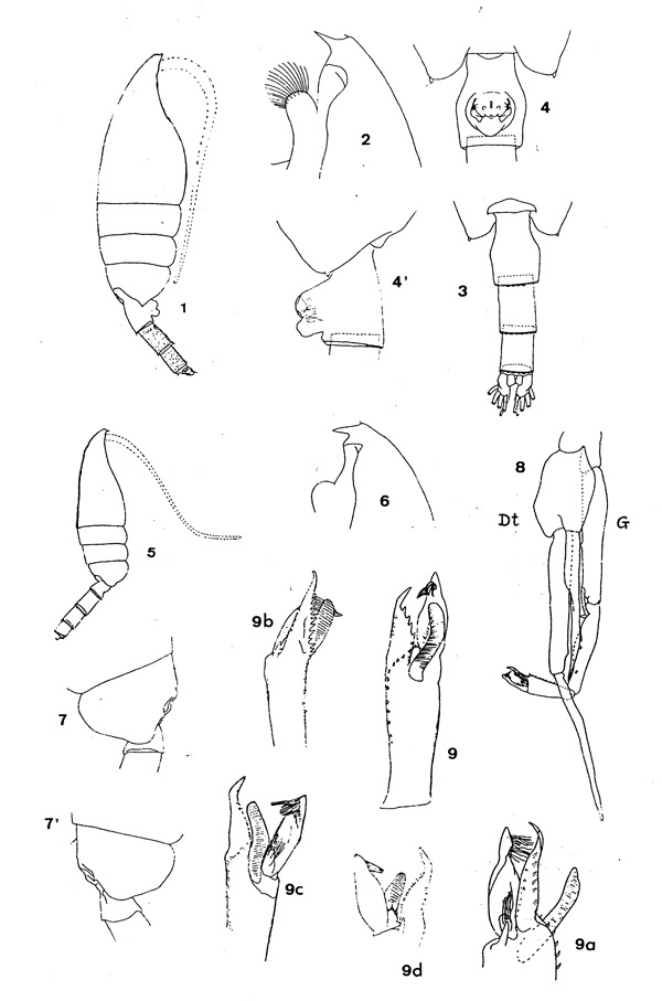Species Paraeuchaeta exigua - Plate 1 of morphological figures