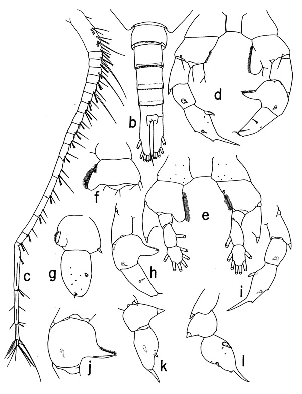 Espce Paraheterorhabdus (Paraheterorhabdus) robustus - Planche 3 de figures morphologiques