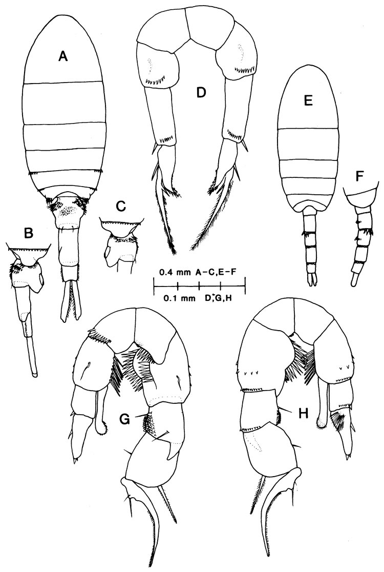 Species Pseudodiaptomus culebrensis - Plate 1 of morphological figures