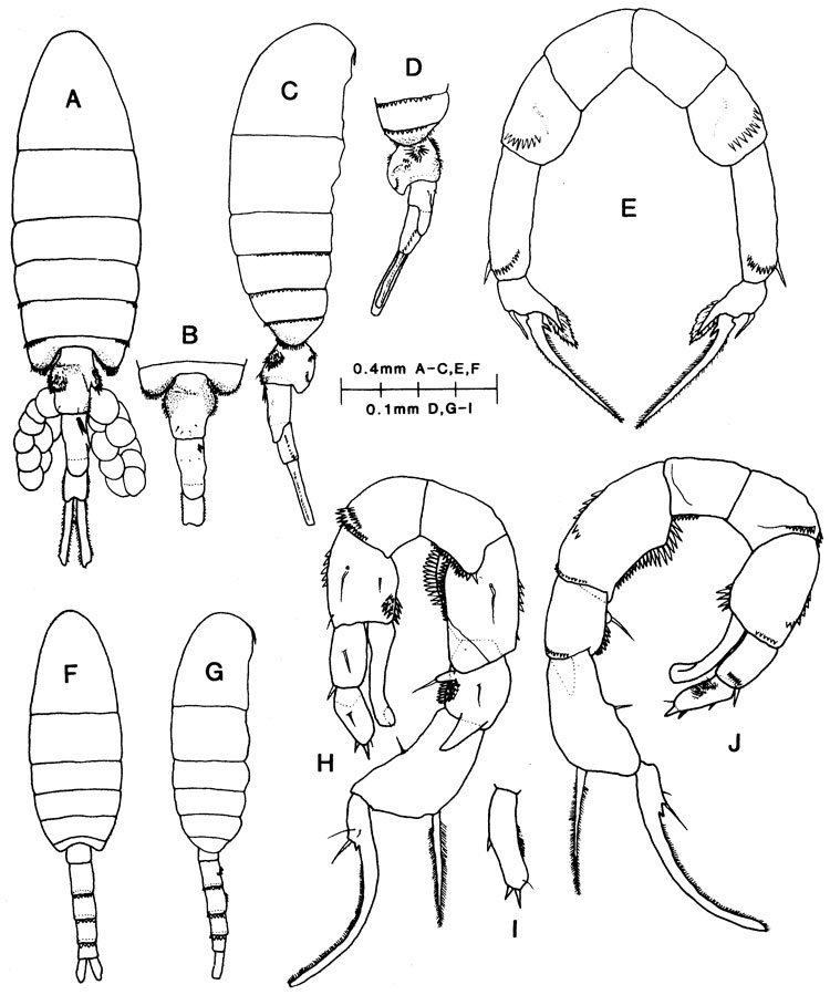 Species Pseudodiaptomus marshi - Plate 1 of morphological figures