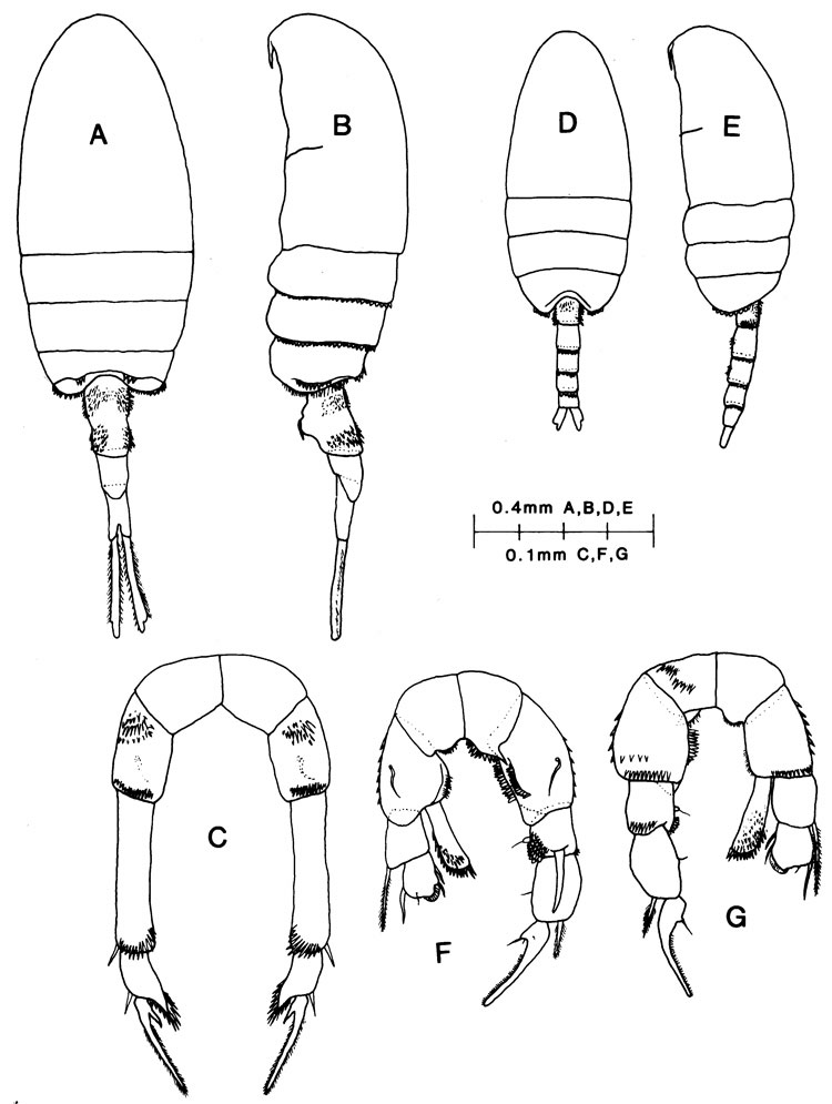 Species Pseudodiaptomus panamensis - Plate 1 of morphological figures