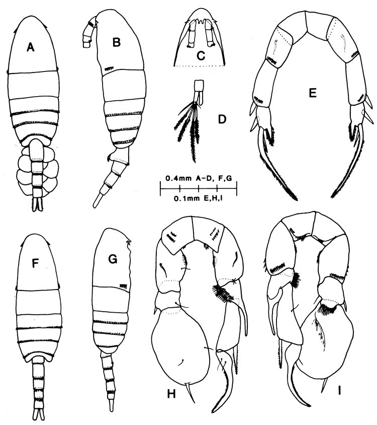 Espèce Pseudodiaptomus gracilis - Planche 1 de figures morphologiques
