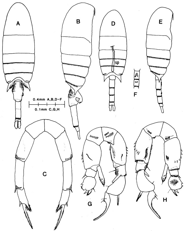 Species Pseudodiaptomus wrighti - Plate 1 of morphological figures