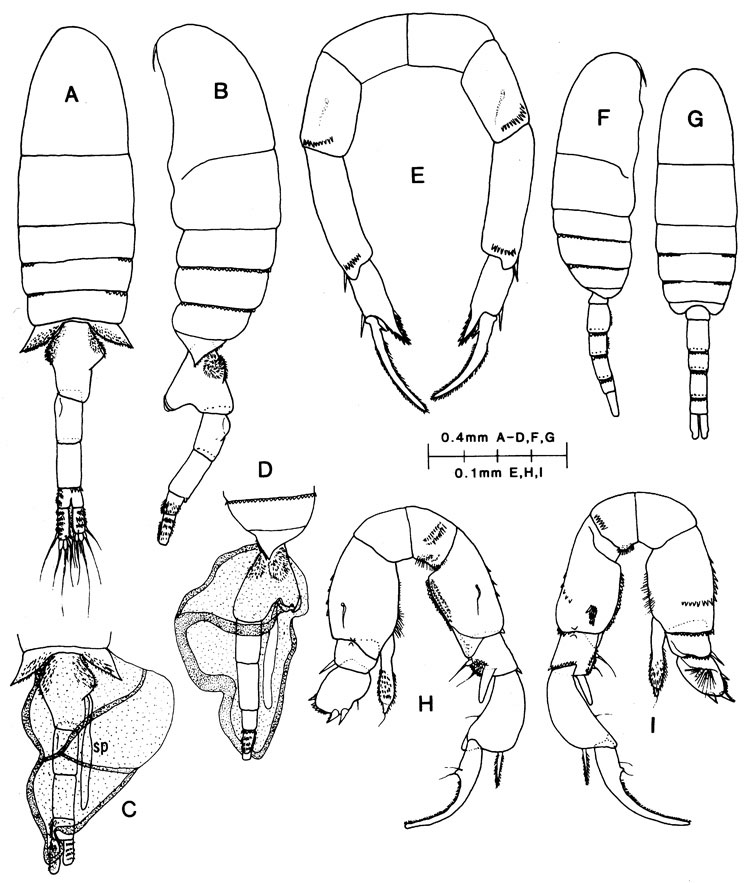 Species Pseudodiaptomus galapagensis - Plate 3 of morphological figures