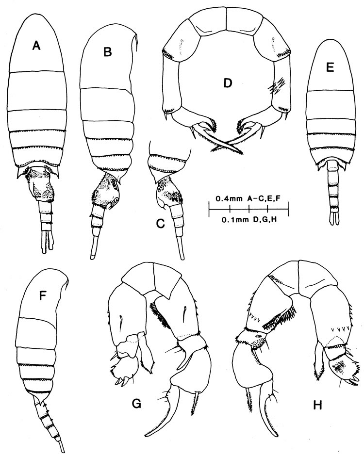 Espce Pseudodiaptomus acutus - Planche 1 de figures morphologiques