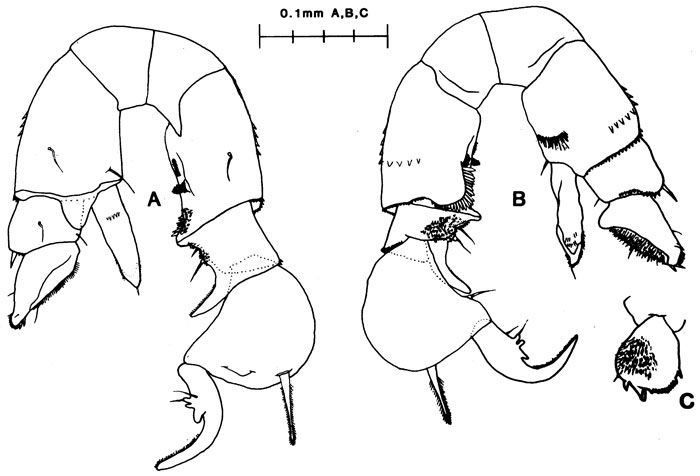 Species Pseudodiaptomus acutus - Plate 2 of morphological figures