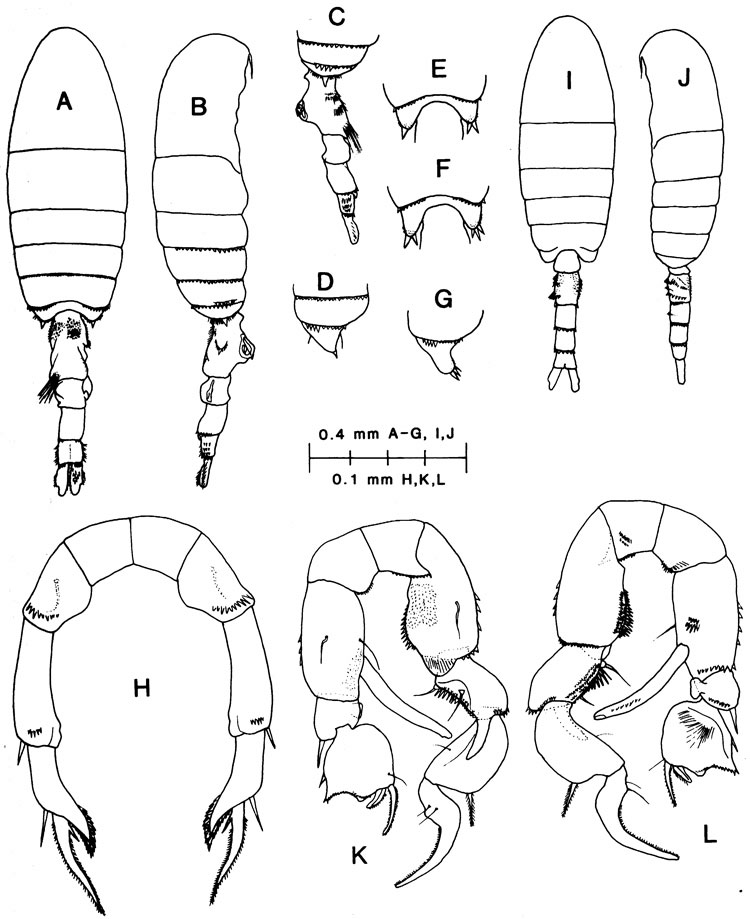 Species Pseudodiaptomus richardi - Plate 1 of morphological figures