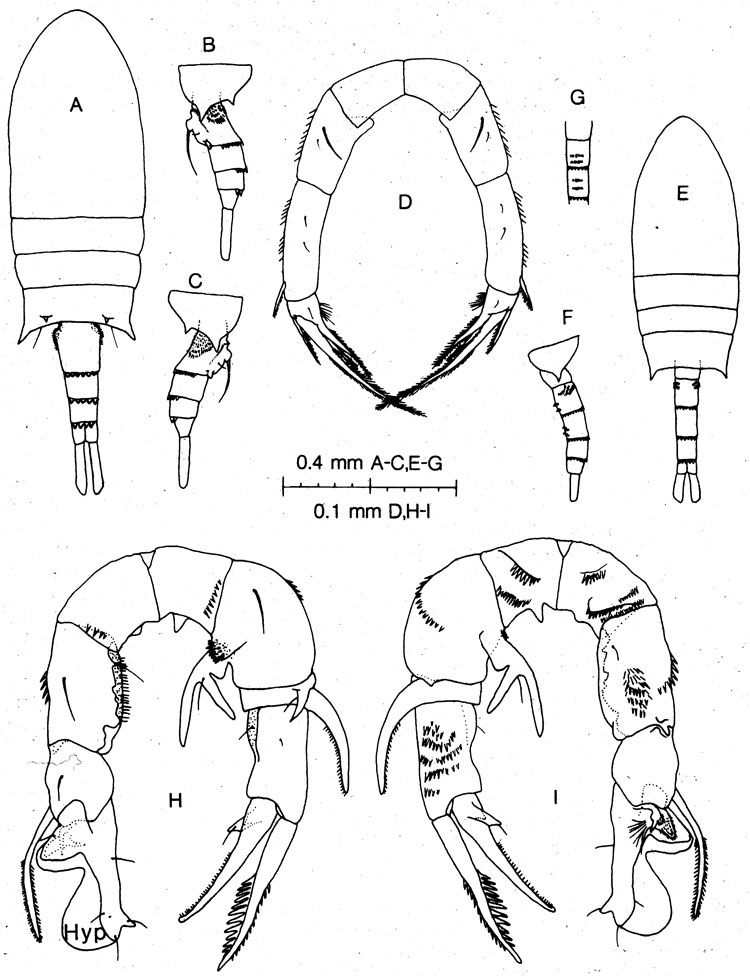 Espèce Pseudodiaptomus baylyi - Planche 1 de figures morphologiques