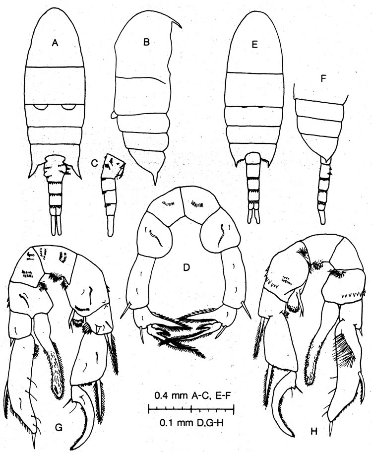 Espèce Pseudodiaptomus cornutus - Planche 2 de figures morphologiques