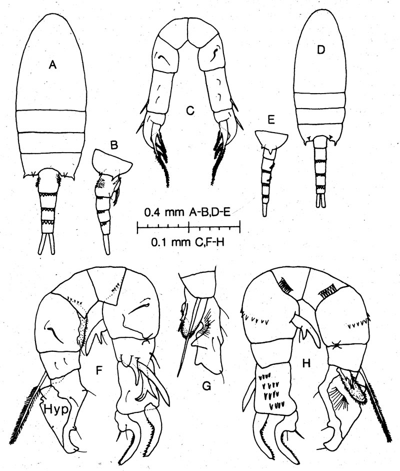 Espèce Pseudodiaptomus griggae - Planche 1 de figures morphologiques