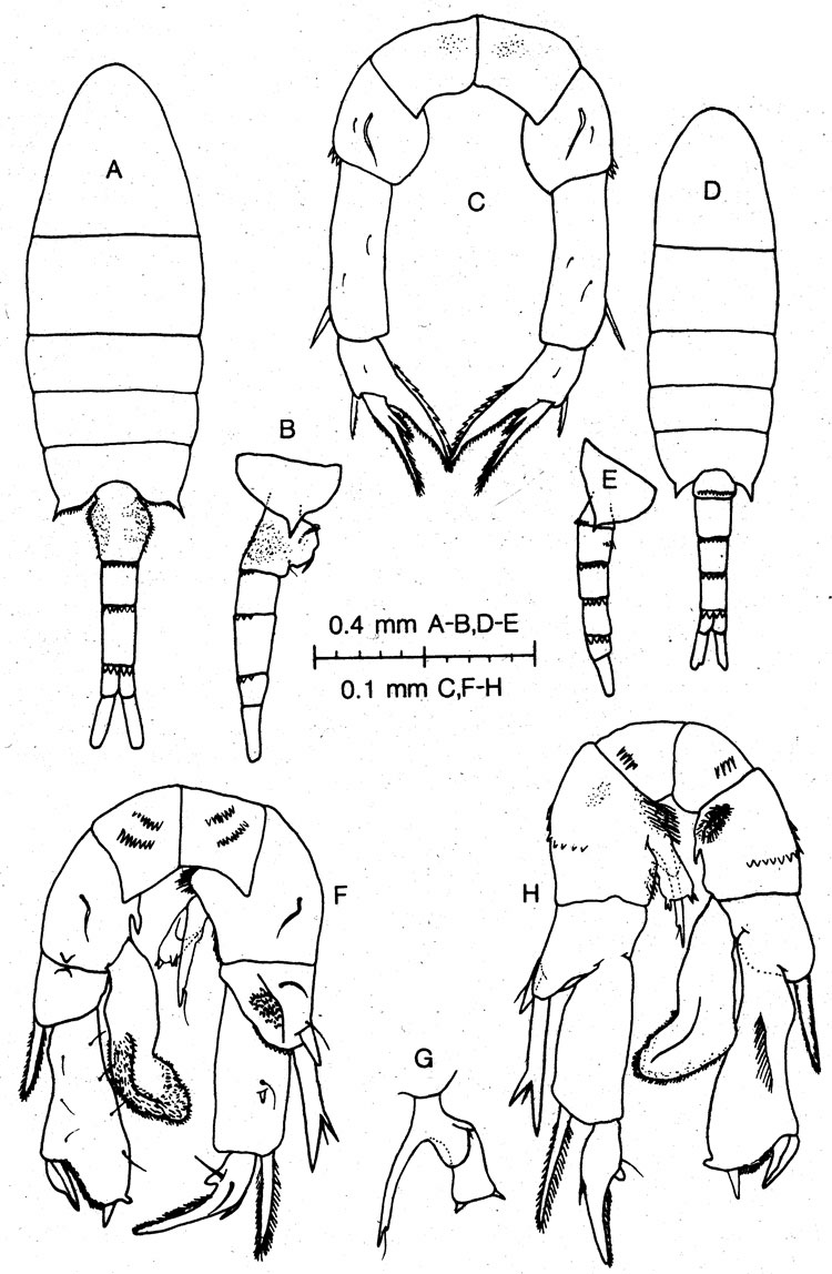 Espèce Pseudodiaptomus hypersalinus - Planche 1 de figures morphologiques