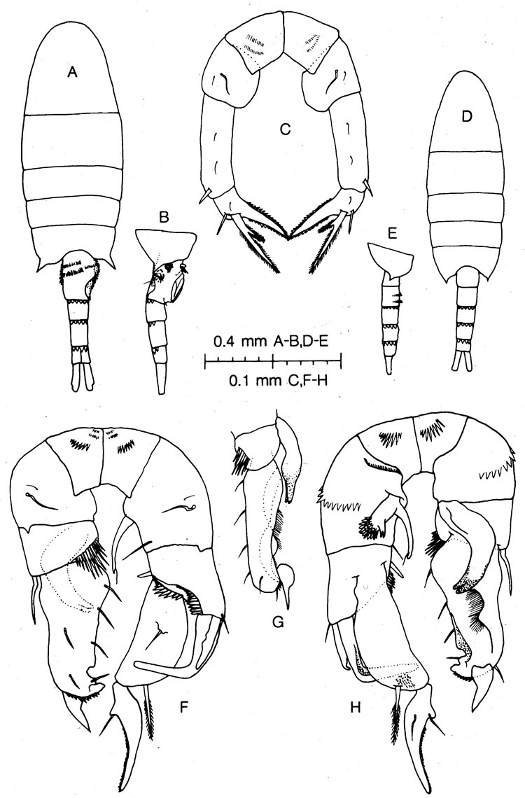 Espèce Pseudodiaptomus inflexus - Planche 1 de figures morphologiques
