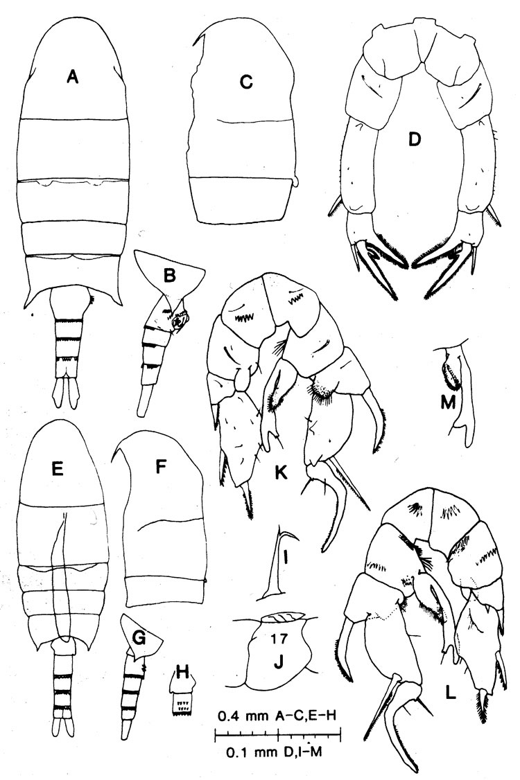 Species Pseudodiaptomus galleti - Plate 4 of morphological figures