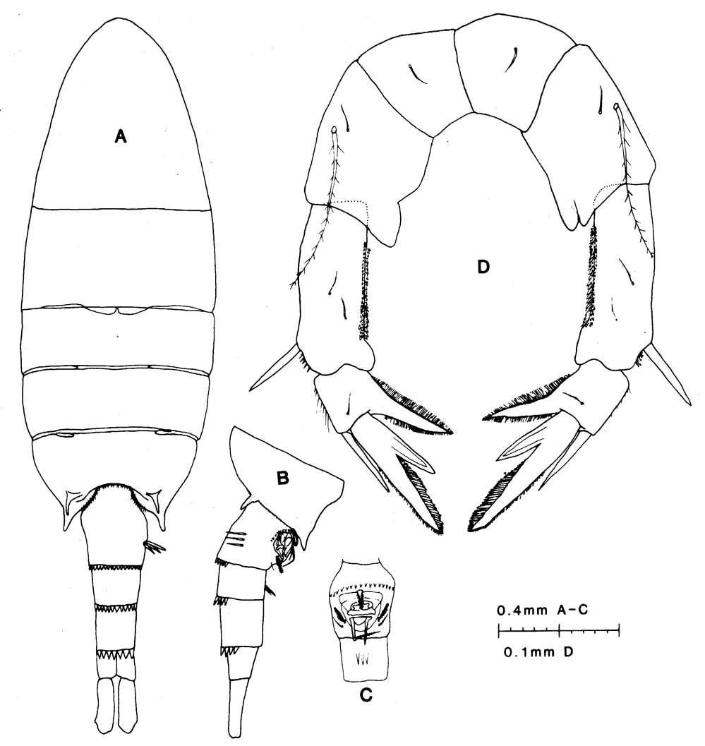 Species Pseudodiaptomus trispinosus - Plate 1 of morphological figures