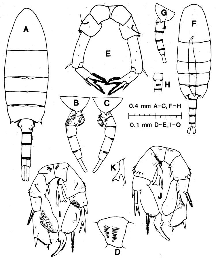 Species Pseudodiaptomus philippinensis - Plate 1 of morphological figures