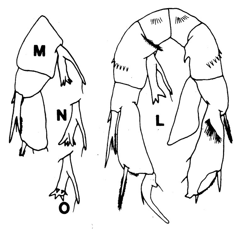 Species Pseudodiaptomus marinus - Plate 7 of morphological figures