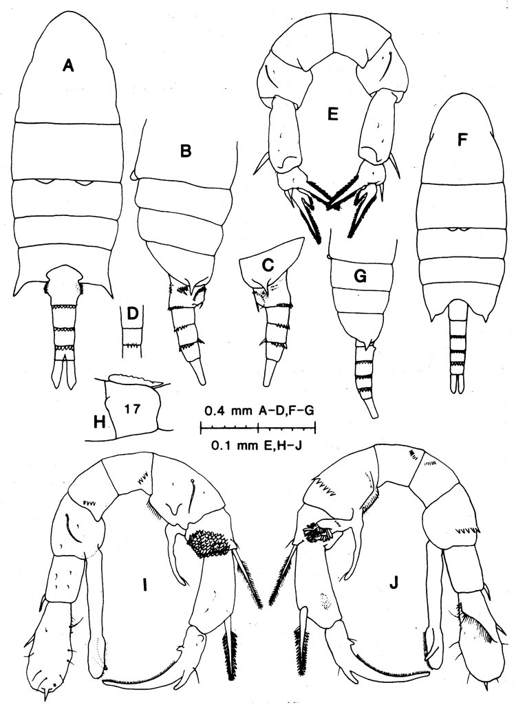 Species Pseudodiaptomus diadelus - Plate 1 of morphological figures