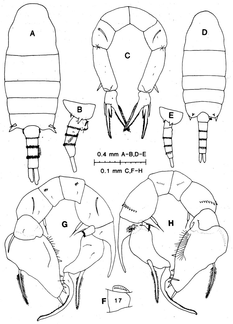 Espce Pseudodiaptomus burckhardti - Planche 2 de figures morphologiques