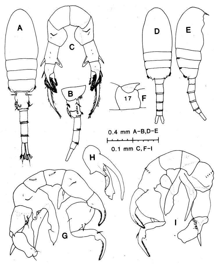 Species Pseudodiaptomus smithi - Plate 1 of morphological figures